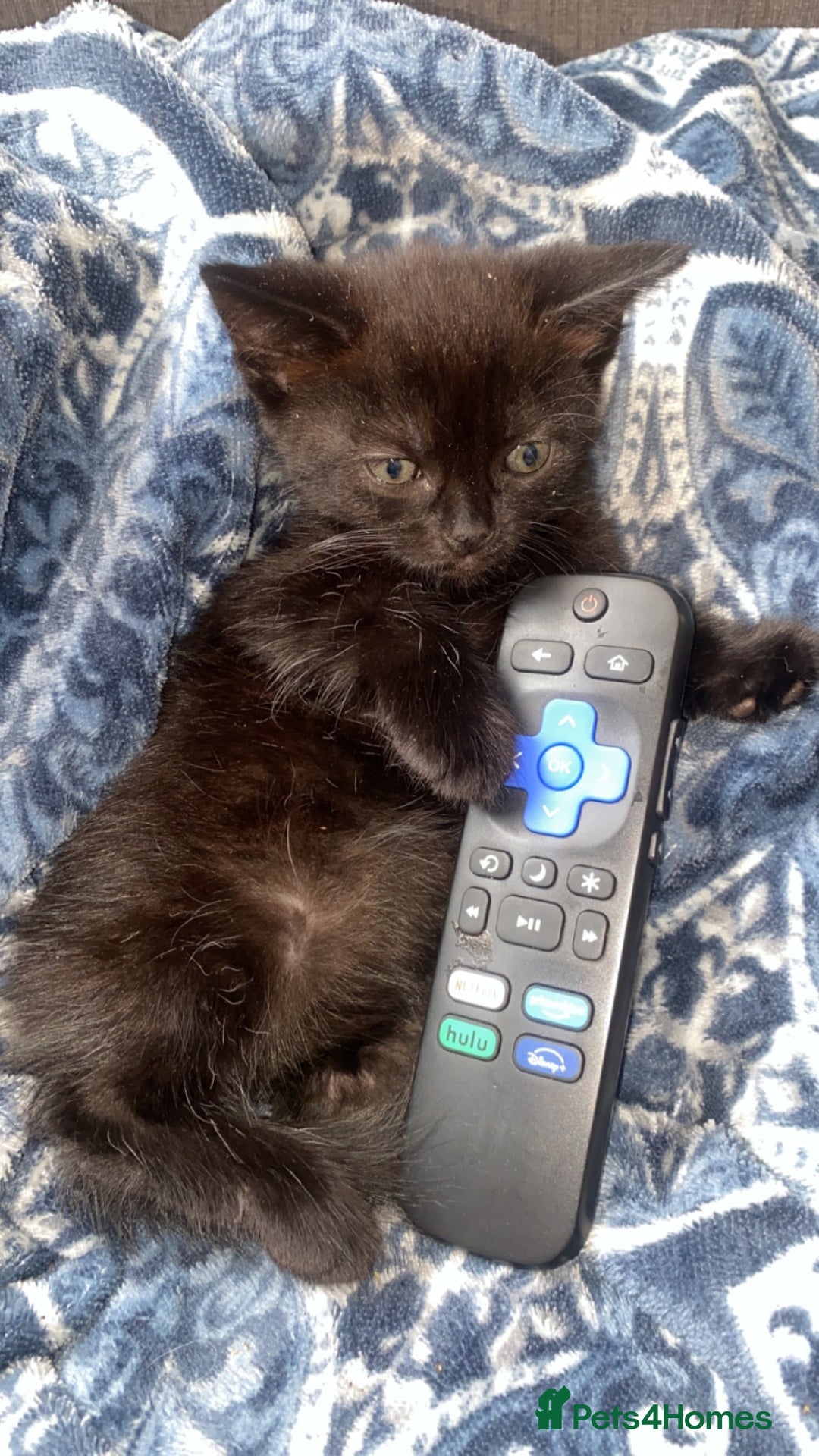 Mixed Breed cats for sale: beautiful kittens❤️ - Image 5