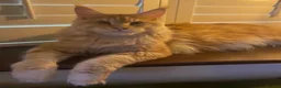 Maine Coon cats for sale: Maine Coon kittens from champion lines  - Advert 40