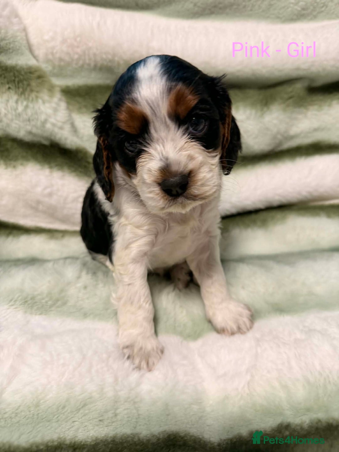 Cockalier dogs for sale: Cockalier  - Advert 8