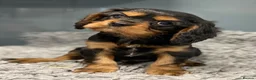 Cavalier King Charles Spaniel dogs for sale: 🐶 KC reg extensively health tested Cavalier 🐶  - Advert 27