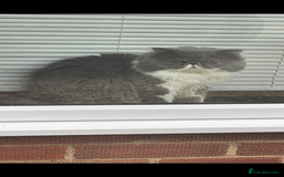 Persian cats for sale: Stunning Persian kittens  - Image 9