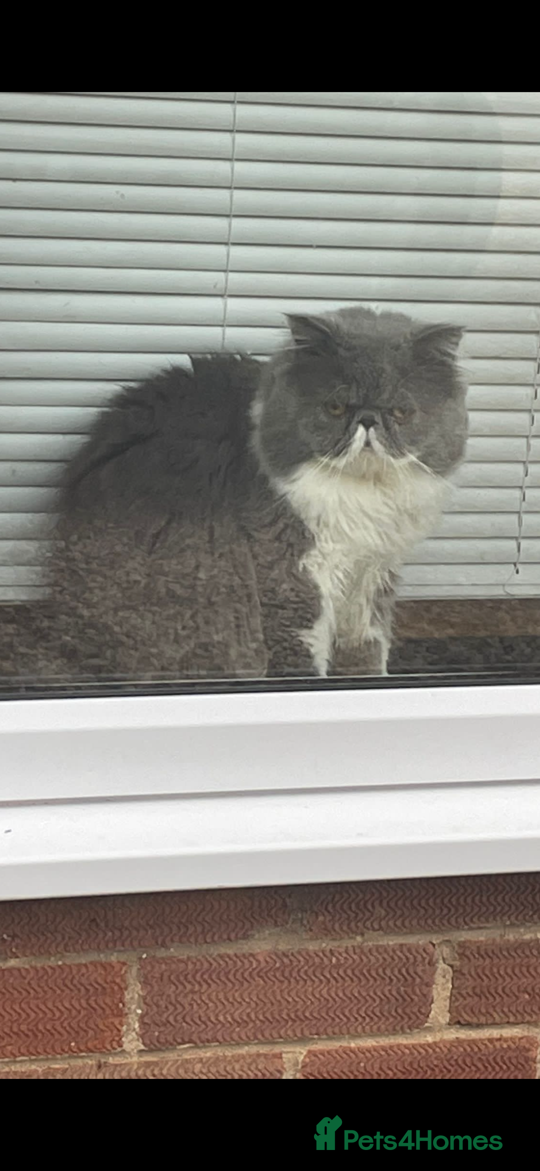 Persian cats for sale: Stunning Persian kittens  - Image 9