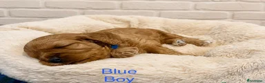 Cavapoo 2