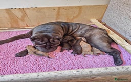 Shar Pei dogs for sale: James, male sharpei, looking for his forever home  - Image 4
