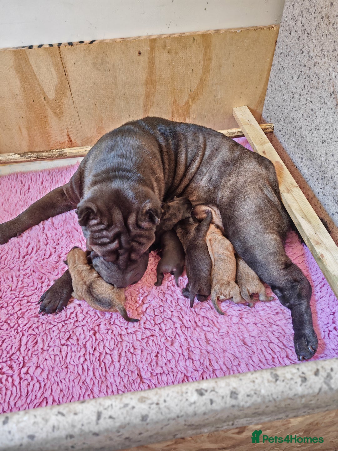 Shar Pei dogs for sale: James, male sharpei, looking for his forever home  - Image 4