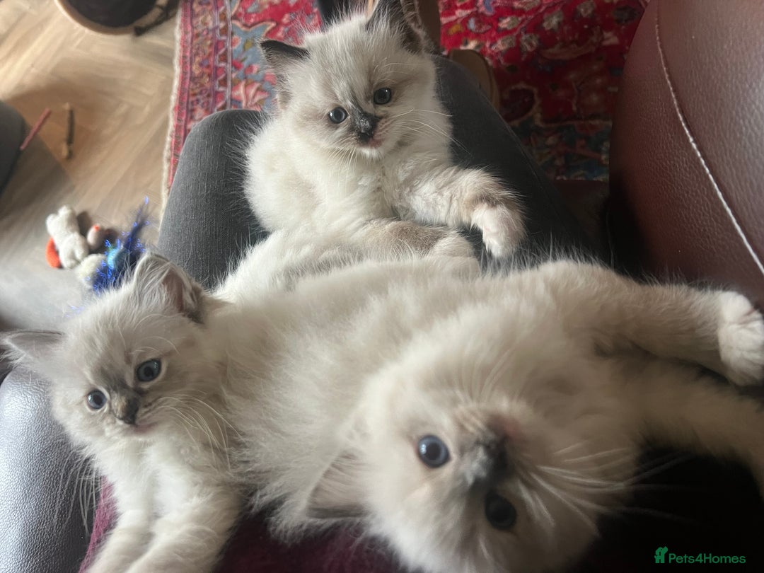 Ragdoll cats for sale: GCCF Ragdoll Kittens. Champion lines  - Advert 12