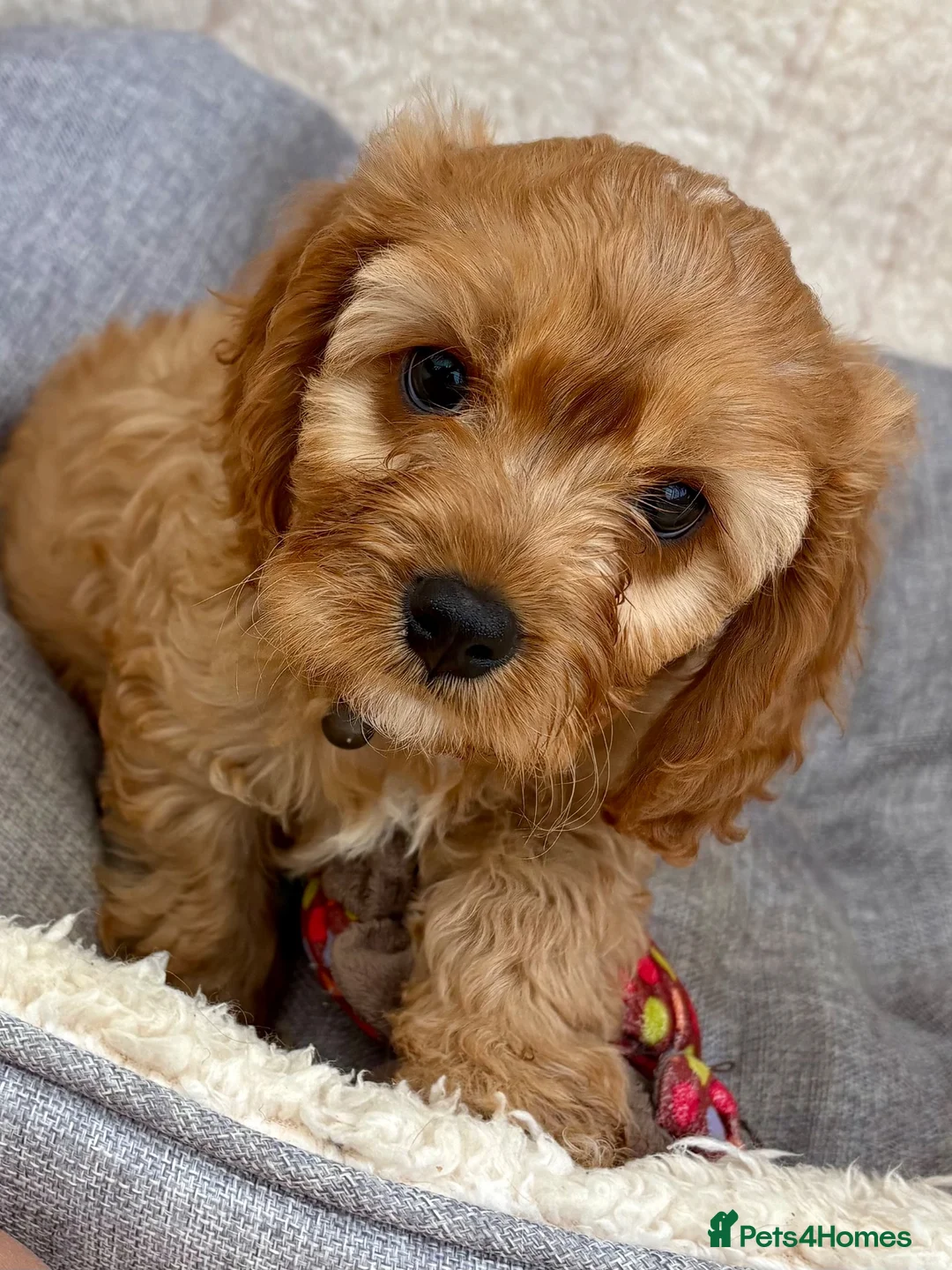Cavapoo dogs for sale: One Adorable miniature F1 red Cavapoo male - Advert 1