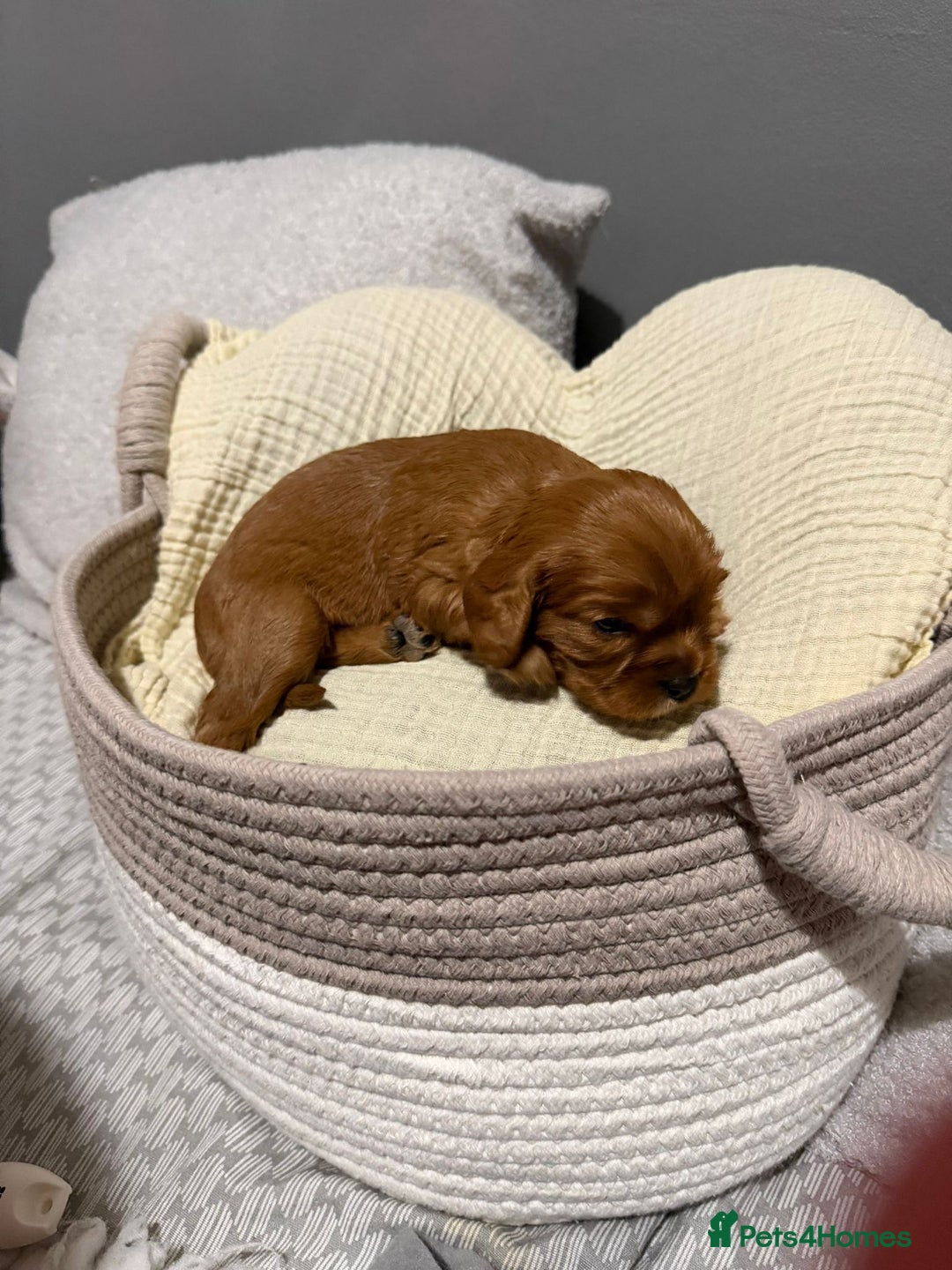 Cavalier King Charles Spaniel dogs for sale: Beautiful KC Registered Boy ✨ Health Tested ✨ - Advert 25