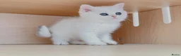 British Shorthair cats for sale: British Shorthair Silver & Golden Shaded Kittens - Advert 11