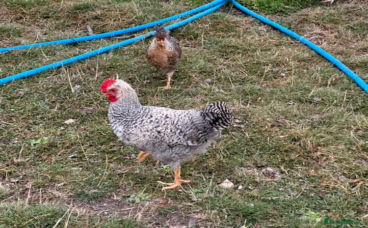 Chickens poultry - Advert 2