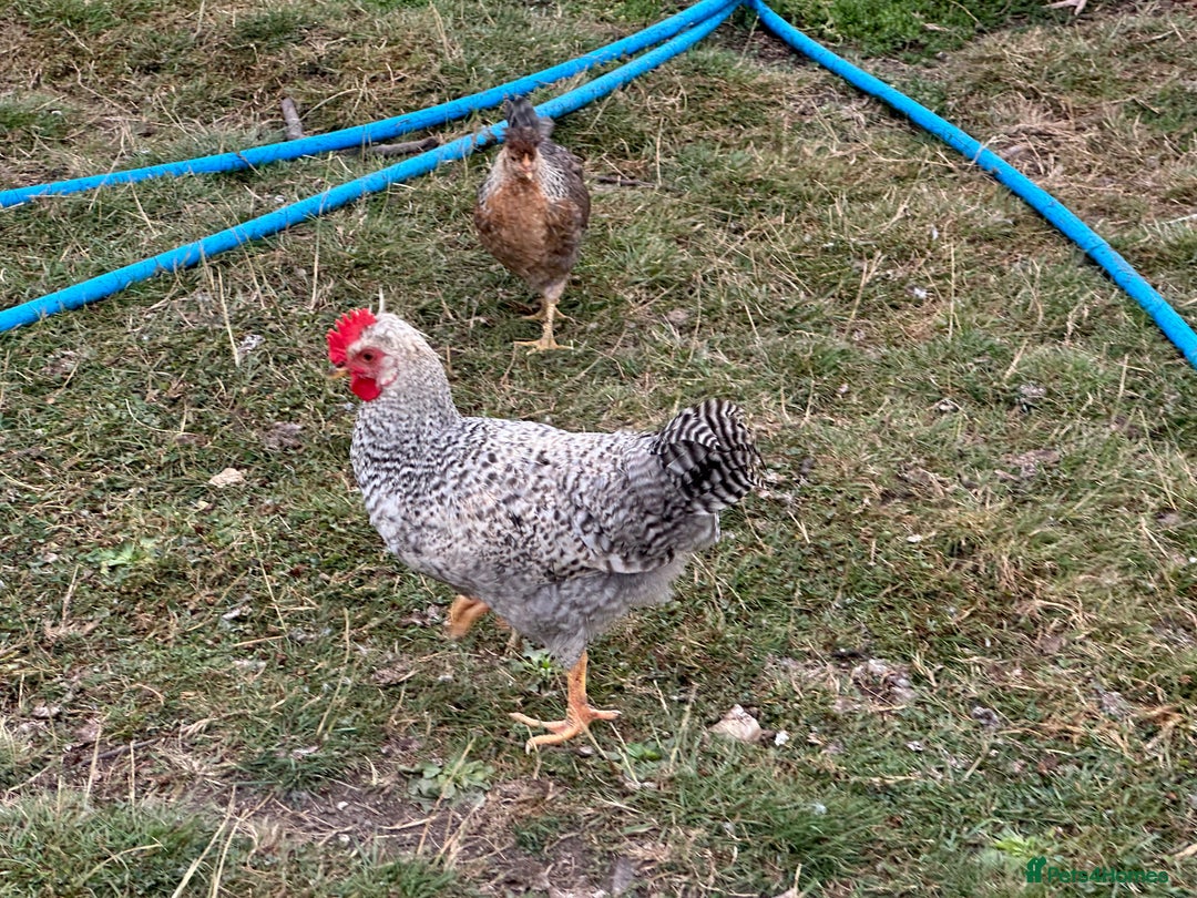 Chickens poultry for sale: CREAM LEGBAR AND BLACK CUCKOO MARAN COCKERELS  - Image 1