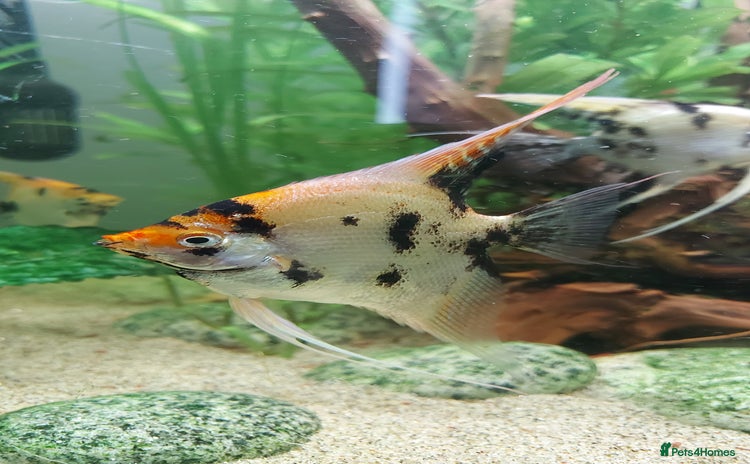Angelfish fish - Advert 2