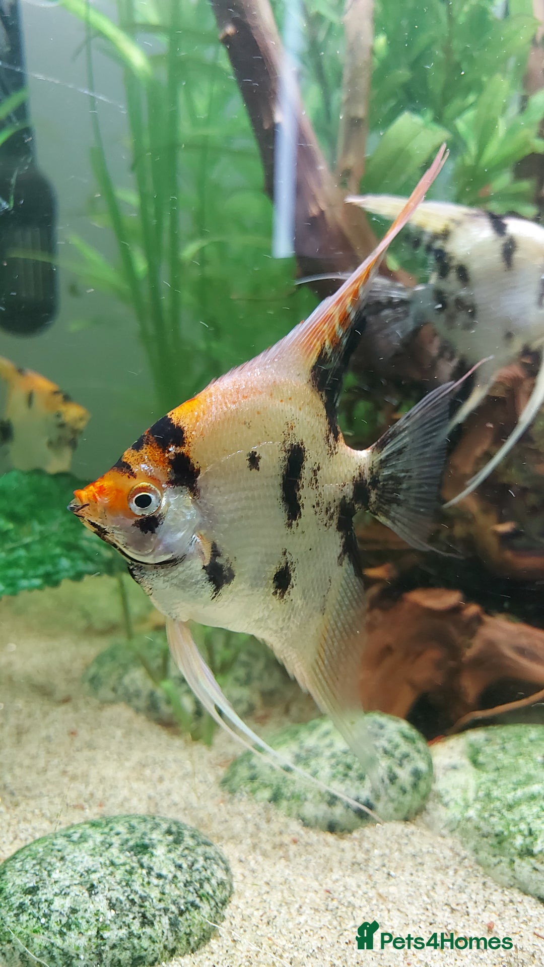 Angelfish fish for sale: Koi Angelfish - Image 1