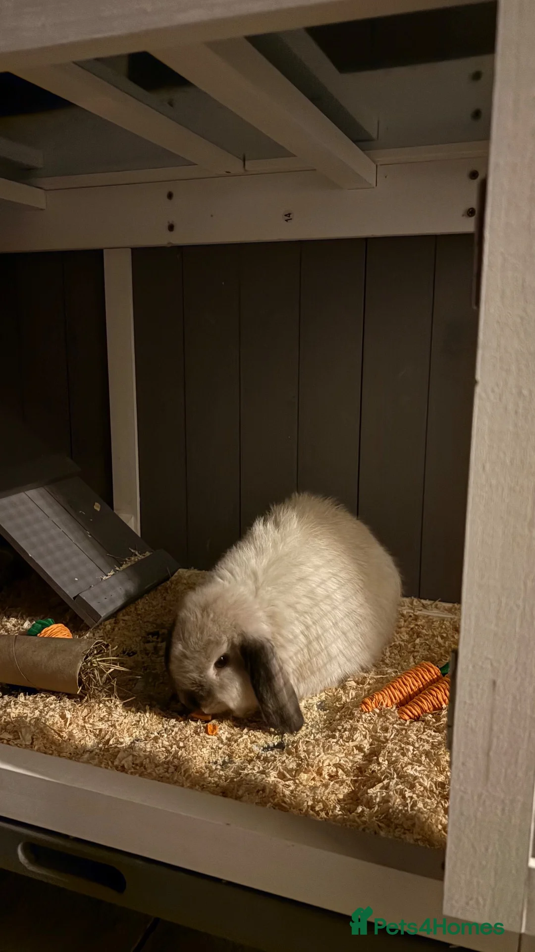 Mixed Breed rabbits for sale: Baby rabbit female  - Advert 4