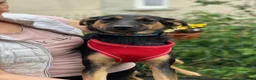 Mixed Breed dogs for adoption: ❤️GINA❤️  14-month-old perfect medium size girl in Burton-on-Trent - Advert 9