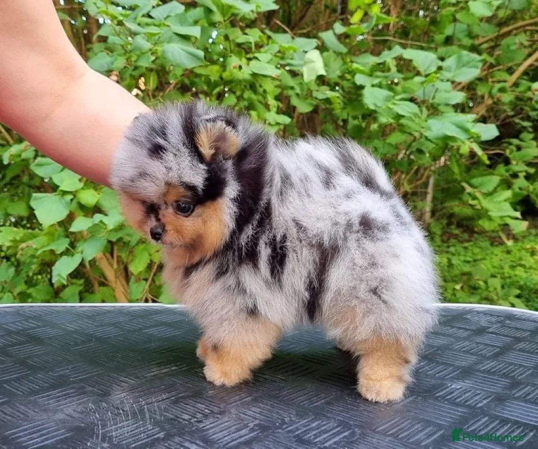Pomeranian dogs for sale: STUNNING ONE OF A KIND ADULT POM  - Advert 8