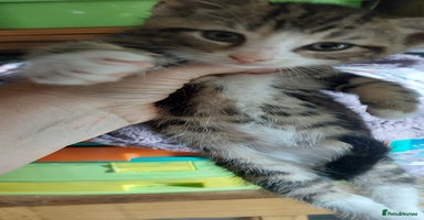 Mixed Breed cats - Advert 15