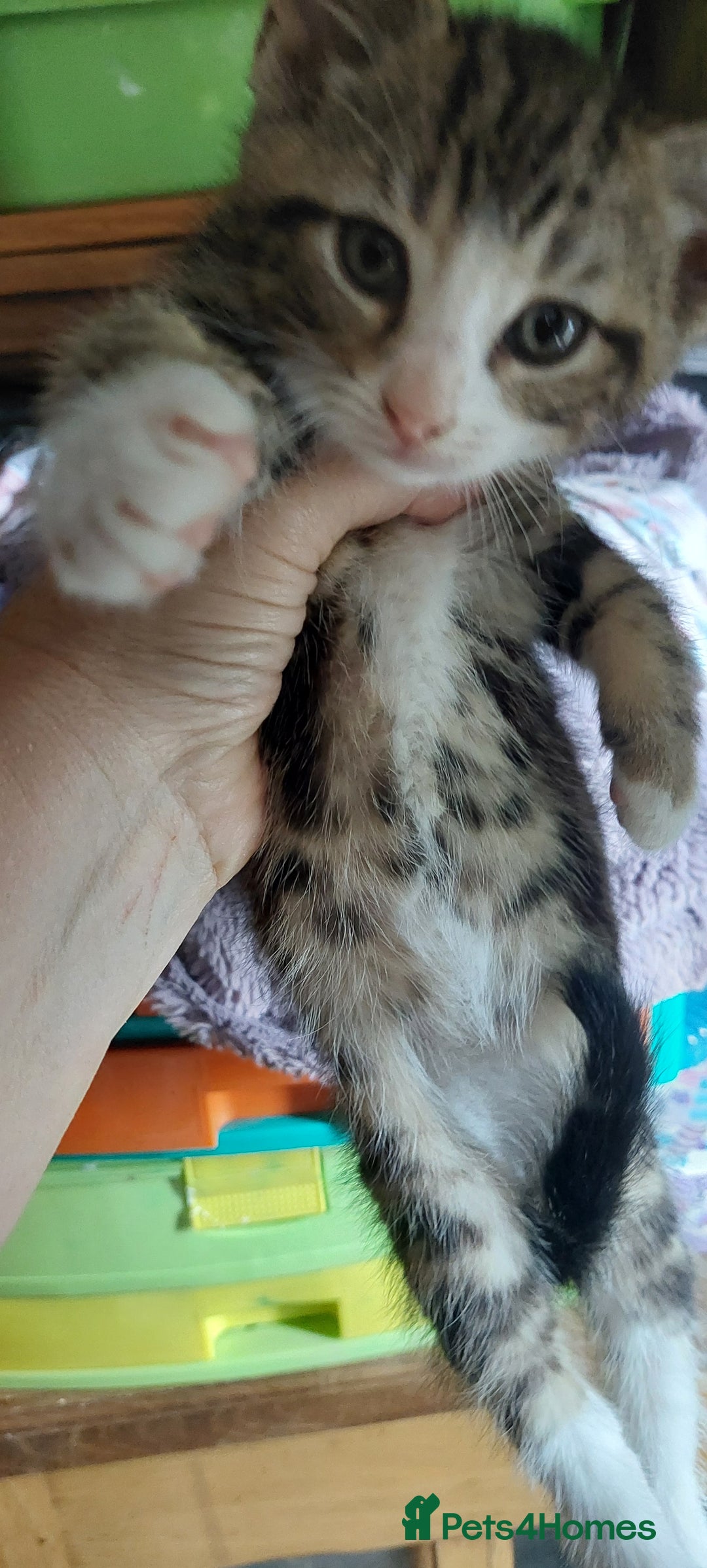 Mixed Breed cats for sale: Bautifull kittens - Image 3