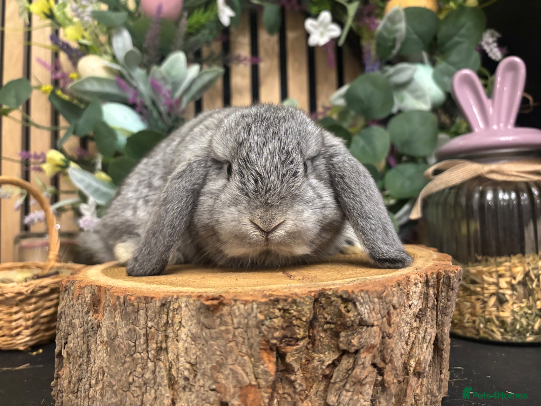 Mini Lop rabbits Mini lop rabbits raised indoors in home - Advert 1