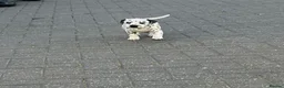 Dalmatian dogs for sale: Dalmatian beautiful - Advert 18