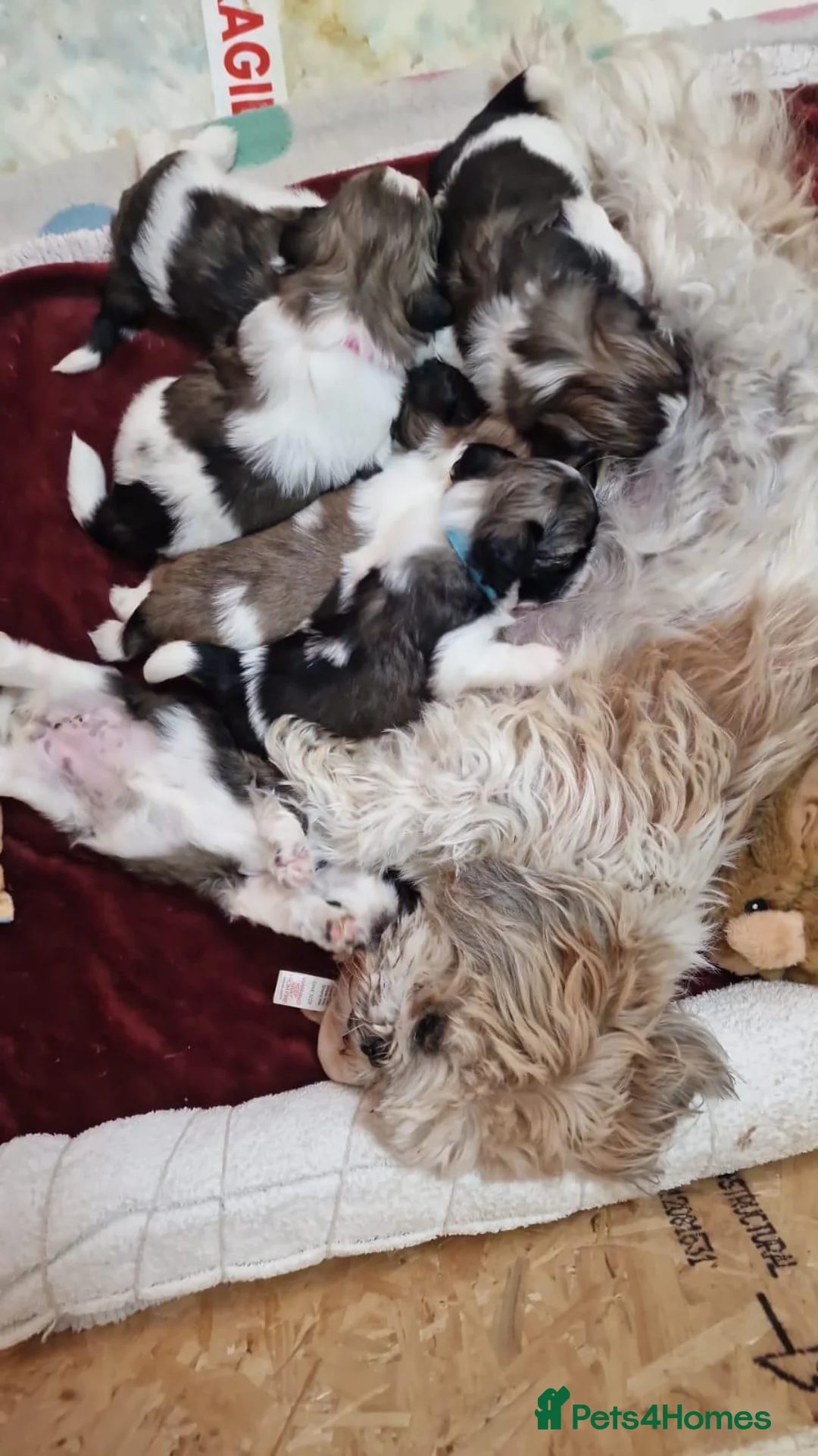 Shih Tzu dogs for sale:  Shih Tzu Puppies – 4 Available in Birmingham - Advert 7