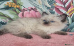 Ragdoll cats for sale: GCCF REGISTERED RAGDOLL KITTENS available septembe - Image 14