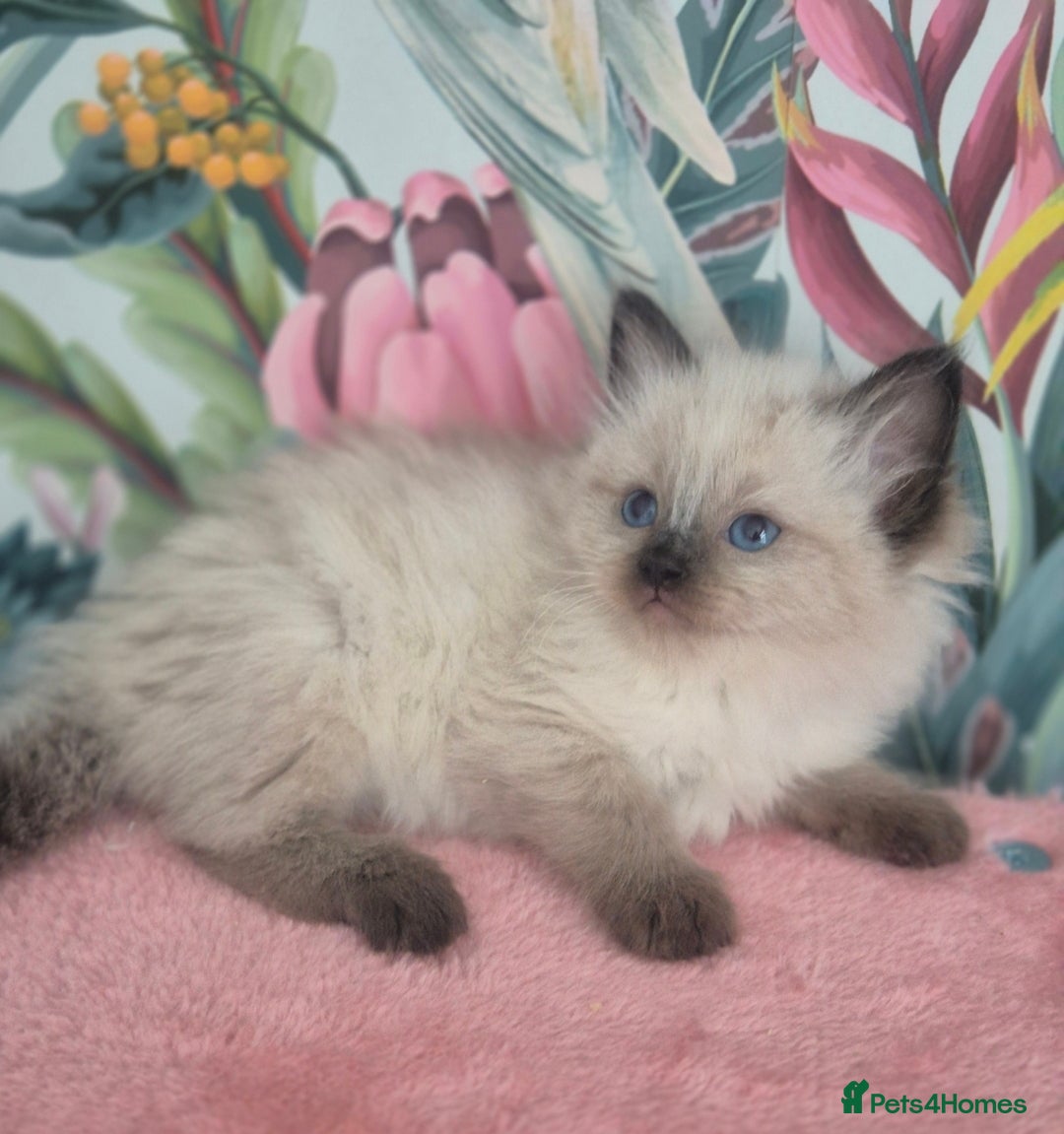 Ragdoll cats for sale: GCCF REGISTERED RAGDOLL KITTENS available septembe - Image 14