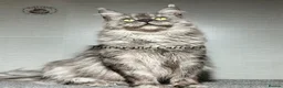 Maine Coon cats for sale: TICA registered Maine Coon retired queen  - Advert 3
