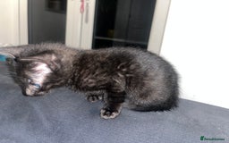 Savannah cats for sale: 1 full breed savannah girl left black  - Image 3