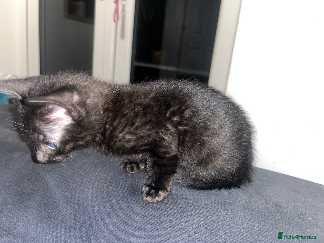 Savannah cats for sale: 1 full breed savannah girl left black  - Image 3