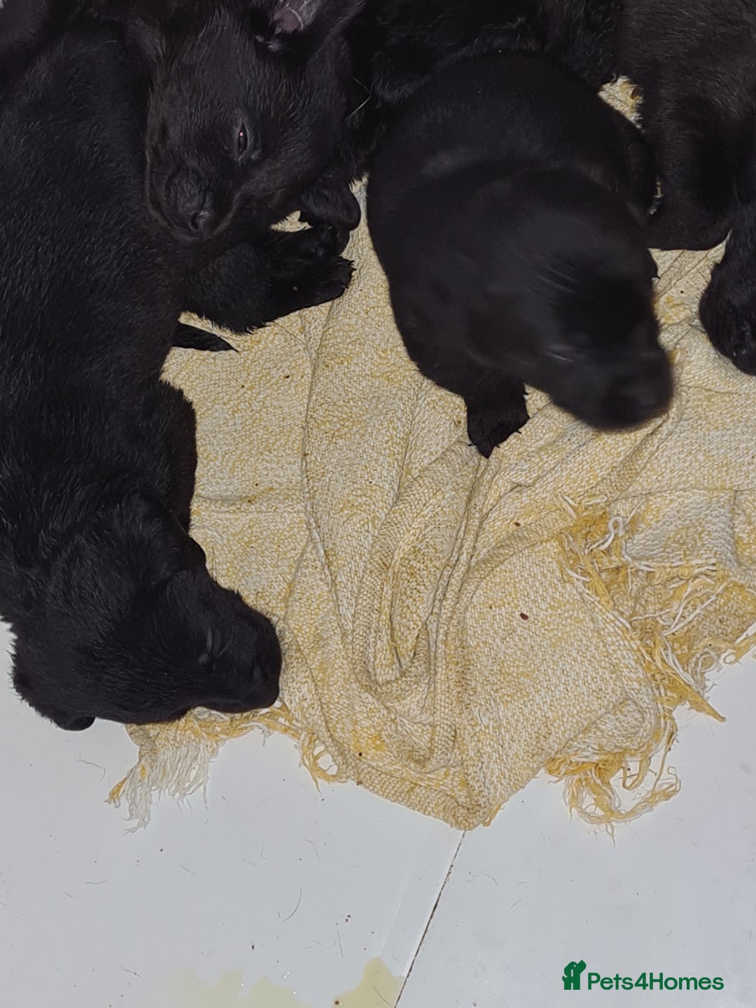 Labrador Retriever dogs for sale: Black Labrador puppies  - Advert 3