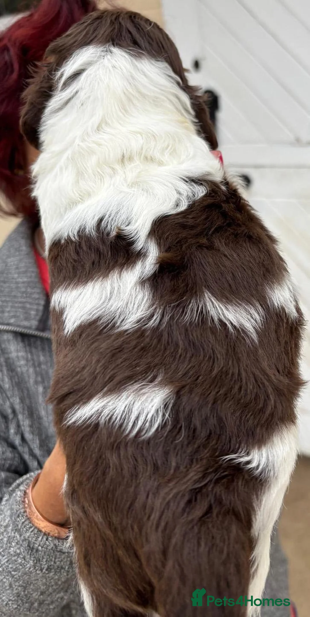 English Springer Spaniel dogs for sale: English Springer Spaniel Puppies  *5 star breeder* - Advert 2