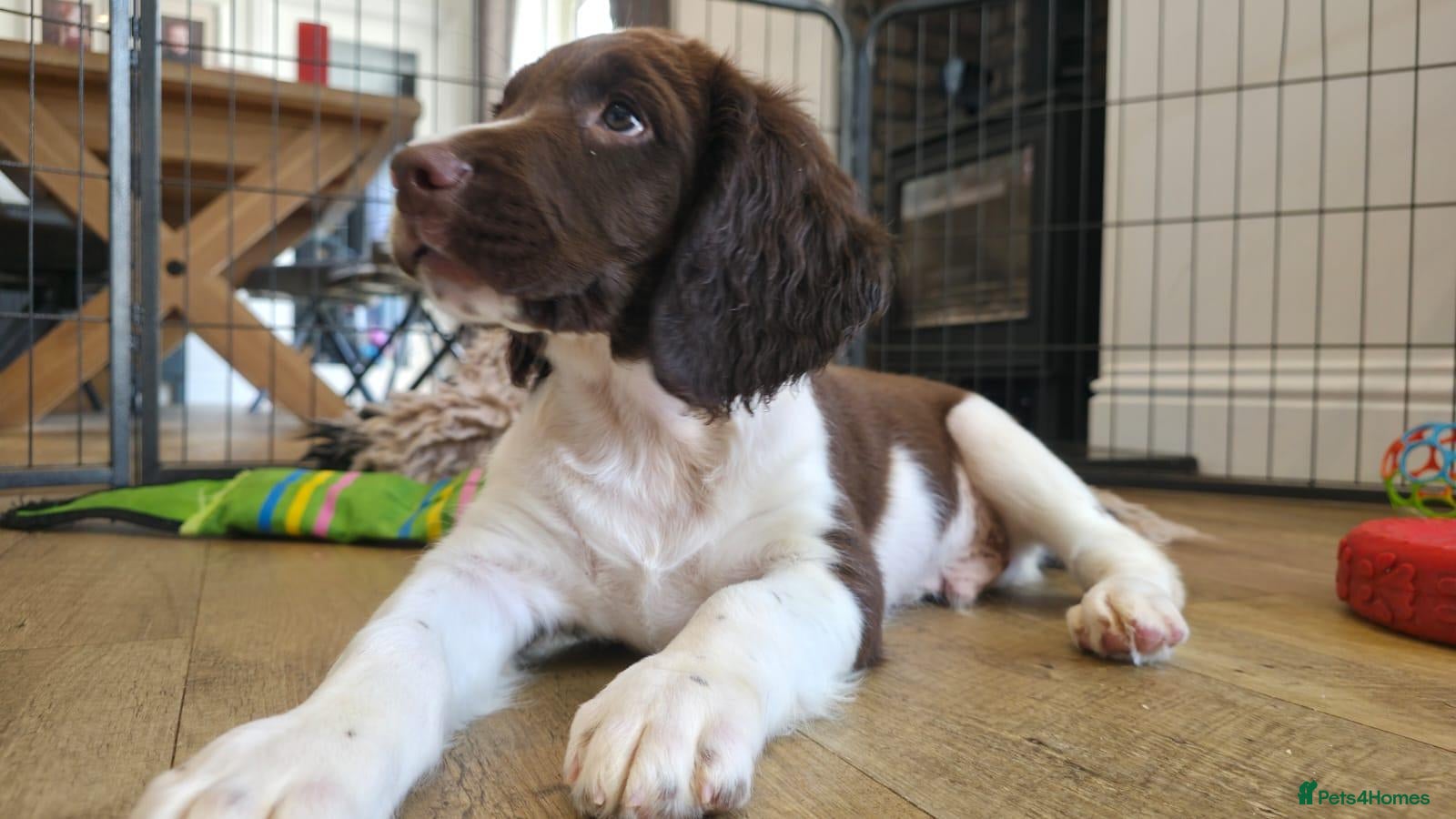 English Springer Spaniel dogs 🐾((READY NOW)) KC Reg Springer Spaniel Puppies 🐾 - Advert 1