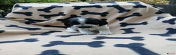 Cocker Spaniel dogs for sale: Beautiful Show Cocker Spaniels! - Advert 9