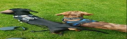 Miniature Dachshund dogs for sale: 2 male miniature dachshunds  in Brandon - Advert 7