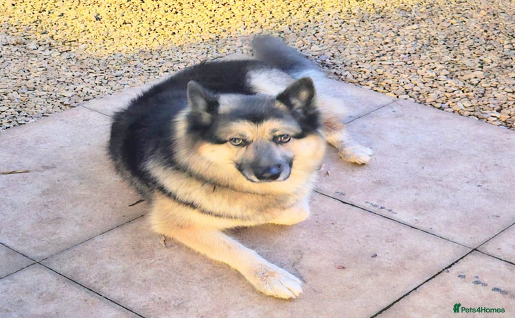 Mixed Breed dogs - Advert 12