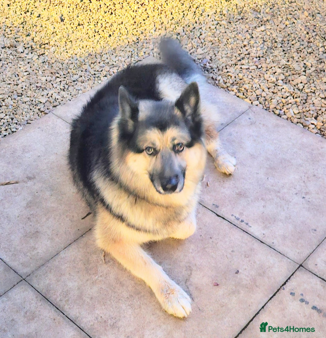 Mixed Breed dogs for sale: Urgent home needed - Image 1