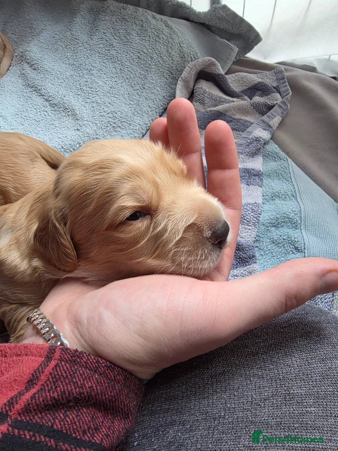 Cocker Spaniel dogs for sale: Cocker Spaniel X Pups  - Advert 8