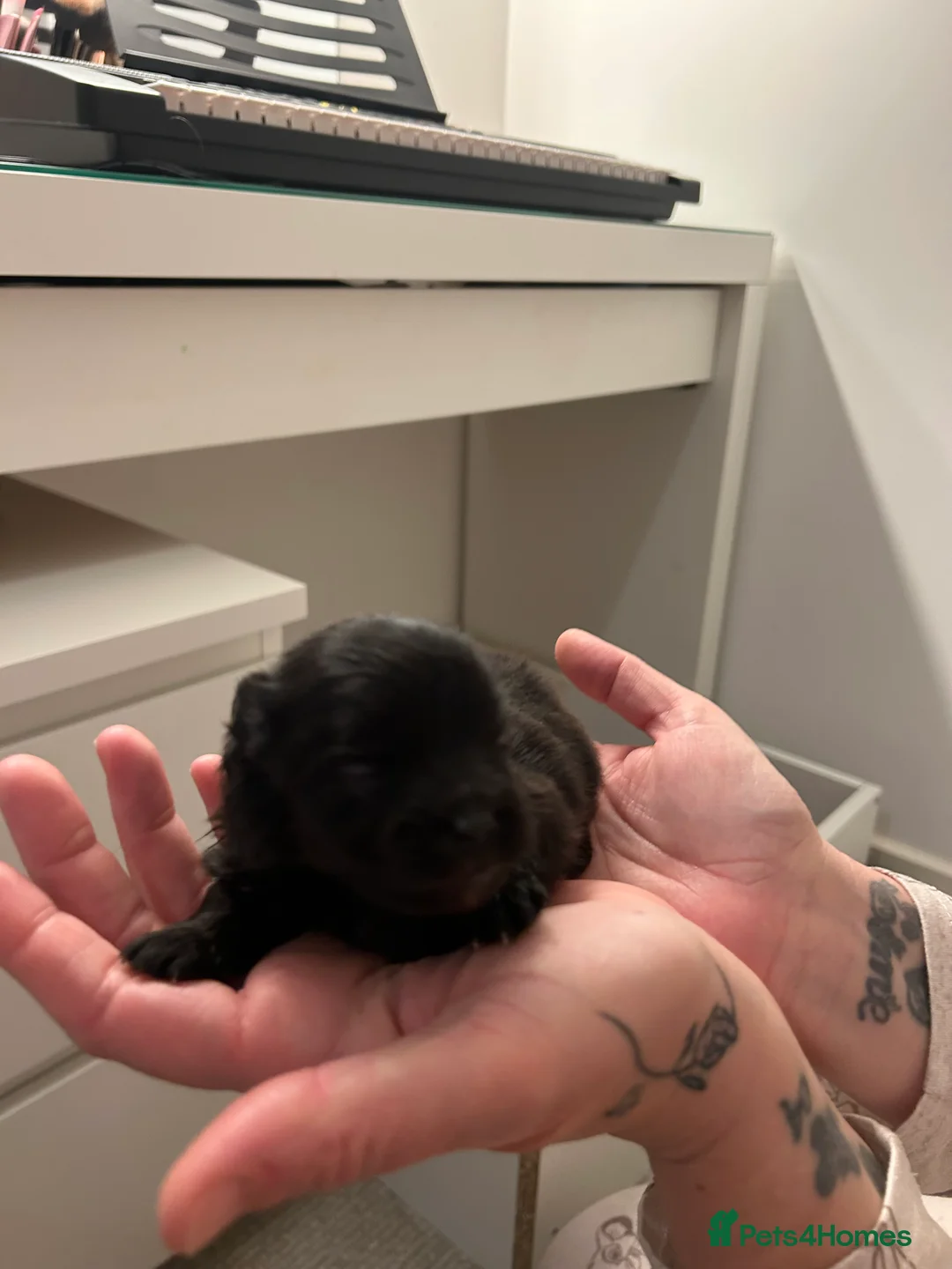 Pomeranian dogs for sale: Beautiful full Pomeranian  - Advert 8