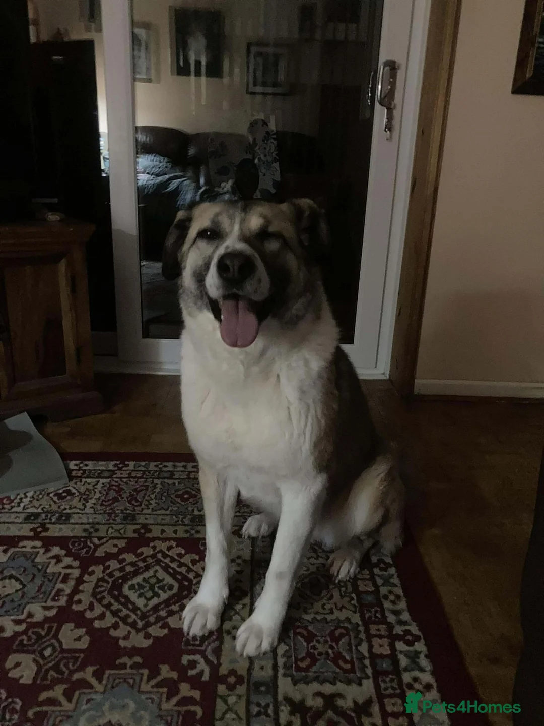 Mixed Breed dogs for sale: Pretty Princess - Advert 2