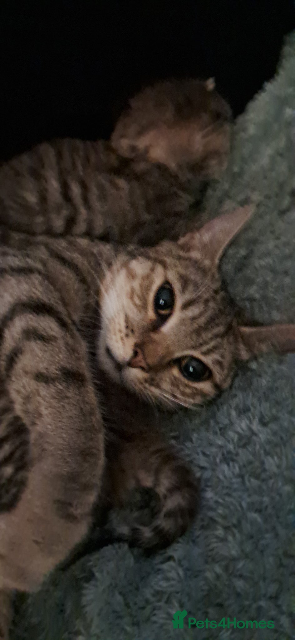 Mixed Breed cats for sale: 7 little kittens for sale  - Advert 2