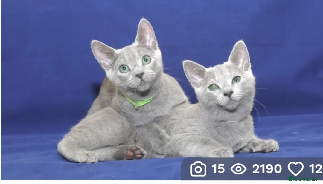 Russian Blue cats for sale: Pure Pedigree Russian blue kittens - Image 1