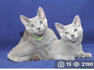 Russian Blue cats - Advert 3