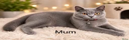British Shorthair cats for sale: Purebred British short hair kittens 🐱  - Advert 9
