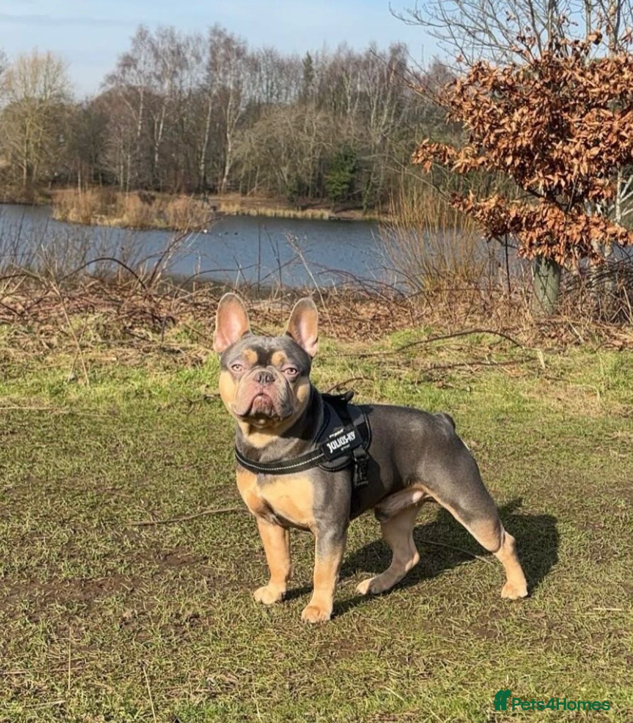 French Bulldog dogs Bailey for stud  - Advert 4