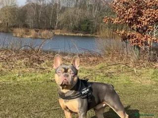 French Bulldog dogs Bailey for stud - Advert 4
