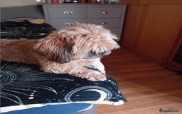Shih Tzu dogs for sale: 6 Shih tzu puppies for sale - Image 5