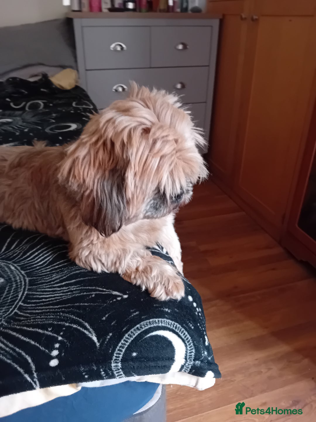 Shih Tzu dogs for sale: 6 Shih tzu puppies for sale - Image 5