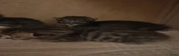 Bengal cats for sale: Adorable Bengal Mix Kittens  in Newmarket - Advert 3