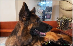 German Shepherd dogs for sale: LONGHAIRED GERMAN SHEPHERD PUPPIES - Image 5